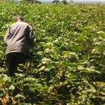 TANZANIA Cotton Cultivation